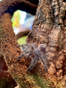 Bildschirmfoto 2022-03-19 um 16.47.42.png Bildschirmfoto 2022-03-19 um 16.47.42.png