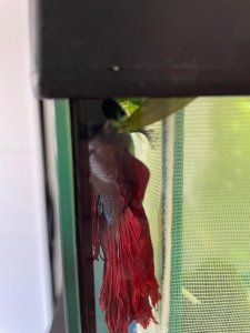 WhatsApp Image 2022-05-03 at 21.04.28.jpeg