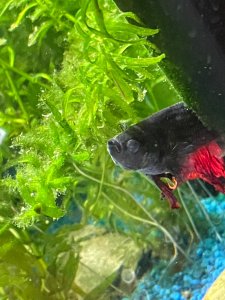 WhatsApp Image 2022-05-03 at 21.04.29.jpeg