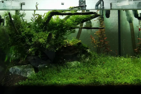 Aquarium-Aquascape-Aquaristik-Startseite.png Aquarium-Aquascape-Aquaristik-Startseite.png