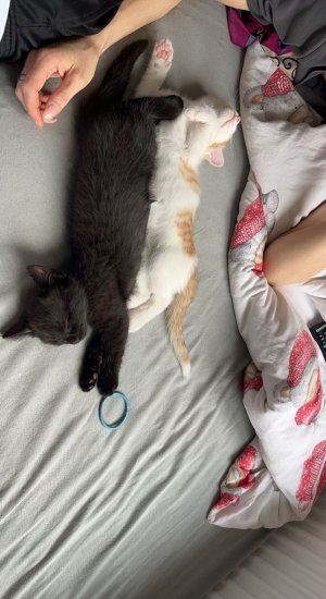 IMG-20220829-WA0039.jpg IMG-20220829-WA0039.jpg