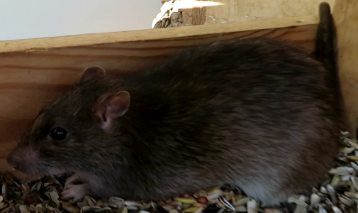ratte.png