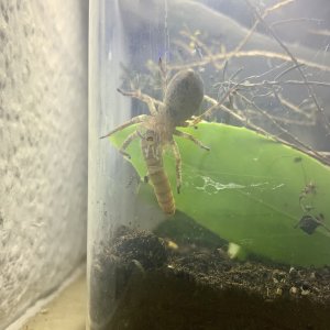 58E5E3AA-3BAE-4786-A6F3-46C2CECD970D.jpeg 58E5E3AA-3BAE-4786-A6F3-46C2CECD970D.jpeg