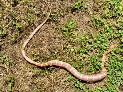 IMG_5532 Schlange Dorla 2015.jpeg