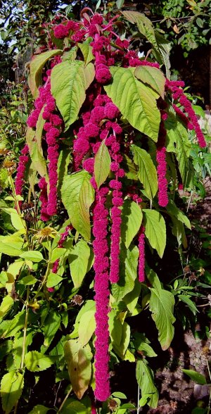 2006-10-18Amaranthus01.jpg