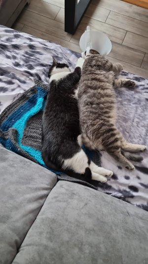 WhatsApp Bild 2023-03-20 um 13.32.44.jpg