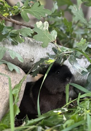 IMG_1030.jpeg IMG_1030.jpeg