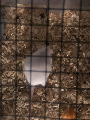 F582227B-9C15-4AF9-8407-916A842450D5.jpeg F582227B-9C15-4AF9-8407-916A842450D5.jpeg