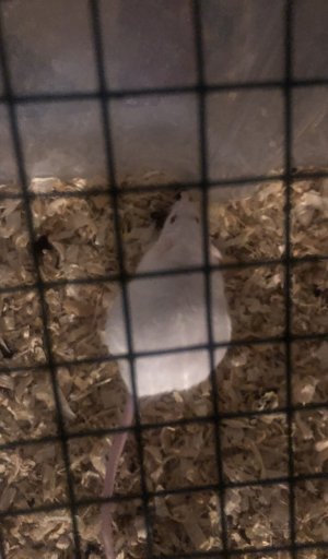 CB5B53DE-BEB3-416D-ADAB-BFCD4582CCAA.jpeg CB5B53DE-BEB3-416D-ADAB-BFCD4582CCAA.jpeg