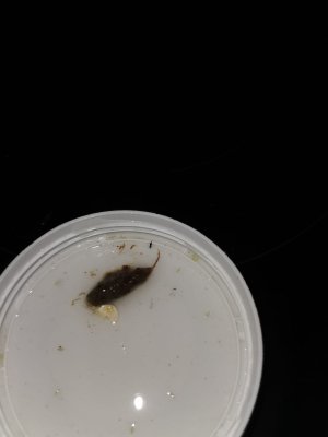 WhatsApp Bild 2024-03-05 um 10.44.10_ec6710bd.jpg