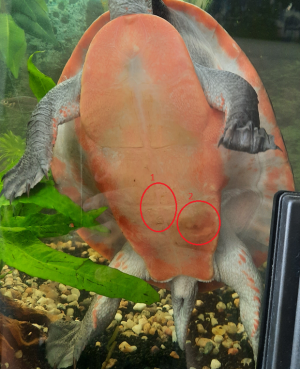 Schildkröte1.png Schildkröte1.png