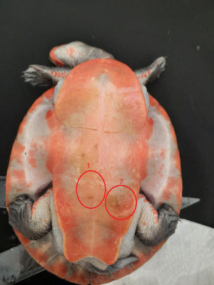 Schildkröte2.png Schildkröte2.png