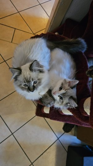 WhatsApp Image 2025-02-09 at 16.59.09.jpeg