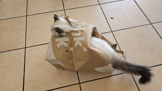 WhatsApp Image 2025-03-05 at 13.19.41.jpeg