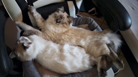 WhatsApp Image 2025-04-07 at 19.18.47.jpeg