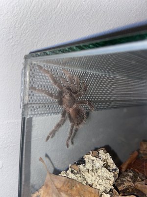 IMG_4934.jpeg IMG_4934.jpeg