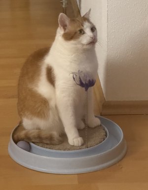 IMG_1155.jpeg IMG_1155.jpeg