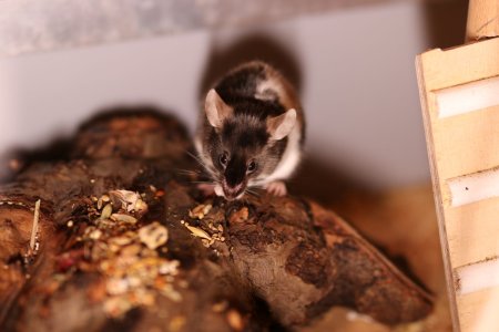 bearbeitet amidala.JPG