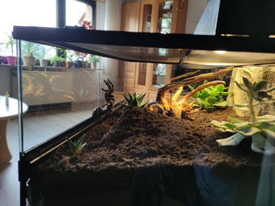 Emma im Terrarium 2.jpg