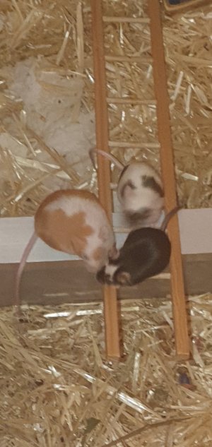 Screenshot_20260309_083102_Gallery.jpg Screenshot_20260309_083102_Gallery.jpg