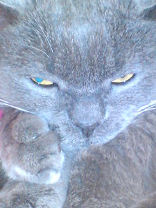 billy (264).JPG billy (264).JPG