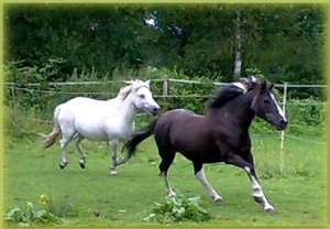 14.08.2009 GaunerMandygalopp.jpg