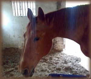 Kopie (3) von Lobster5.jpg