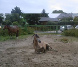 Herdenbilder (20).jpg