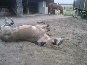 Herdenbilder (4).jpg