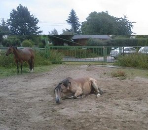 Herdenbilder (19).jpg