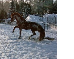 schnee.JPG schnee.JPG