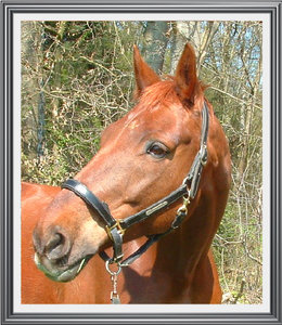 Brandy Ostern 2008.jpg