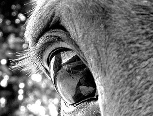 Brandys Auge sw 8.12.08.JPG