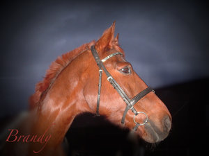 Brandy bearbeitet.jpg