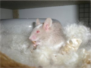 BountyEisbär.jpg BountyEisbär.jpg