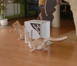 Connor und Made toben 18.08.09.JPG