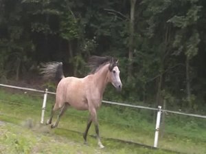 Angeben und Rennen.jpg