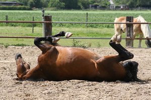 da sganze in klein.JPG