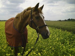 kamera 2006-2007 075.jpg