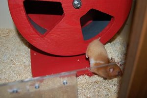 hamsterlaufrad 006.jpg