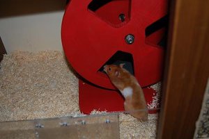 hamsterlaufrad 004.jpg