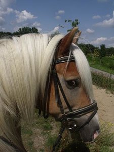 DSCF2431 - Kopie.JPG