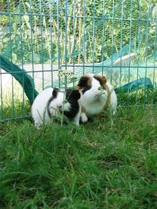 P7230007 (Small).JPG