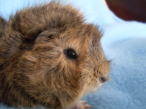 Chipsy Auge links.jpg