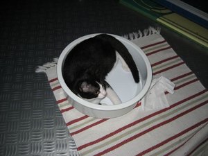 Mowgli in schÃ¼ssel.jpg