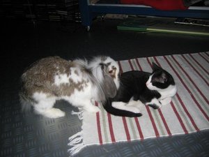 Mowgli und Mozart.jpg