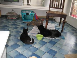 Der ganze Katzenhaufen.jpg