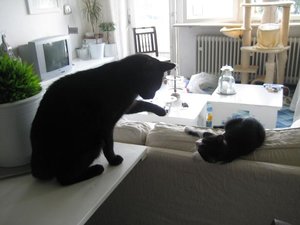 Mowgli und Baghira.jpg