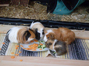 Schweinchen mini.jpg