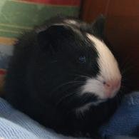 SÃ¼ÃŸes meerilein.jpg